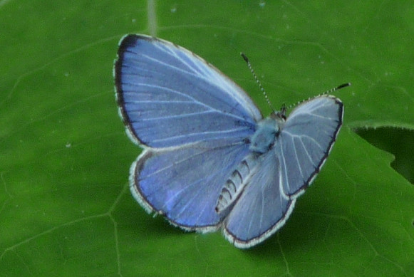 sg56-P1100043.jpg