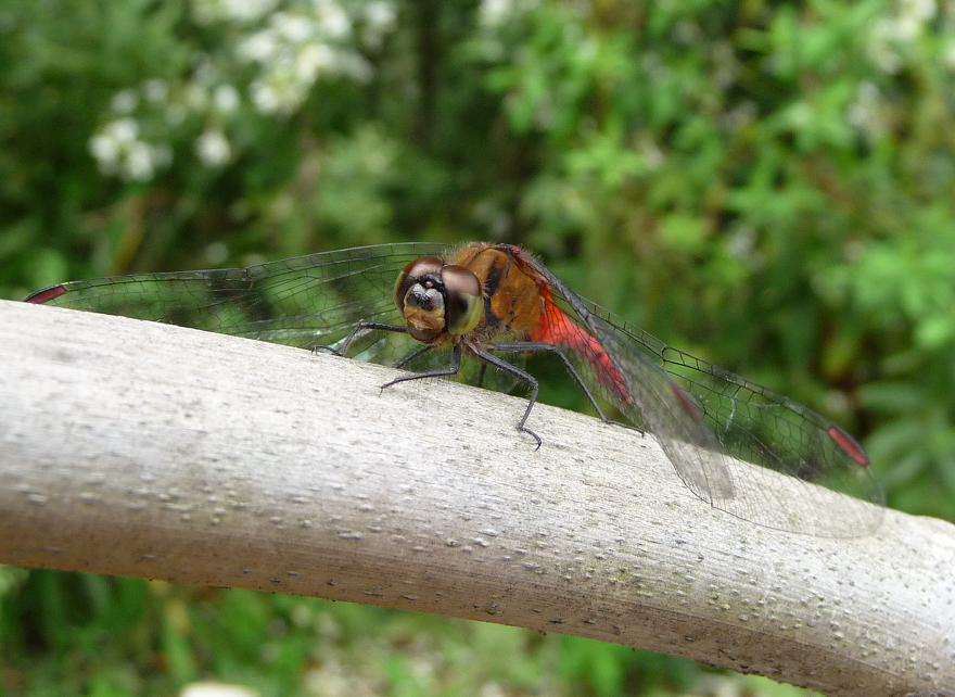 7404-P1010470.PNG