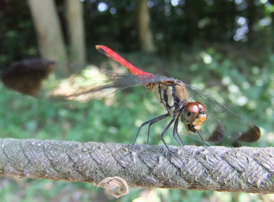 7408-DSCF7684.JPG